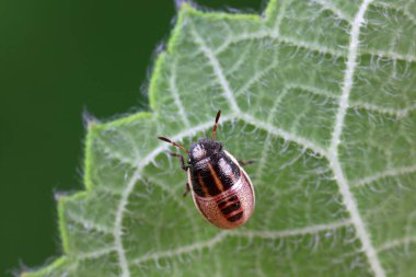 Vahşi doğada hemiptera böcekleri, Kuzey Çin