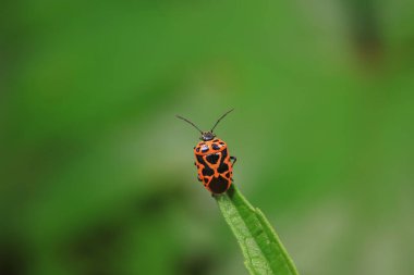 Vahşi doğada hemiptera böcekleri, Kuzey Çin