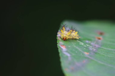 Lepidoptera larvaları vahşi doğada, Kuzey Çin