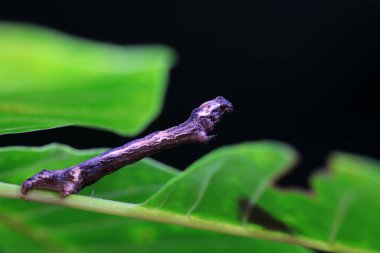 Lepidoptera larva larvası vahşi doğada, Kuzey Çin