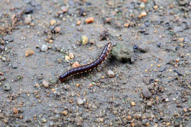 Kuzey Çin 'de diplopoda hayvan sınıfı.