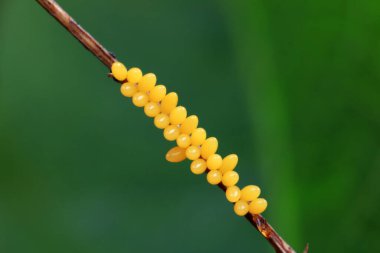 Kuzey Çin 'deki yabani bitkilerin üzerinde böcek yumurtaları.
