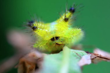 Lepidoptera larvaları vahşi doğada, Kuzey Çin
