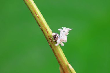 Kuzey Çin 'deki yabani bitkilerin üzerindeki Cicadellidae böcekleri.