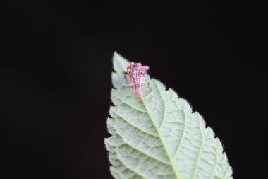 Chrysopid larvae - aphid lions in the wild, North China clipart