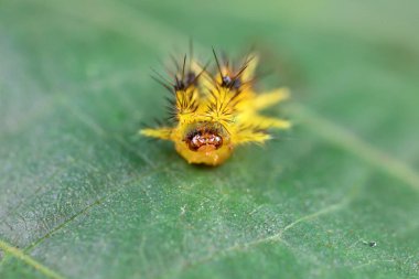 Lepidoptera larvaları vahşi doğada, Kuzey Çin