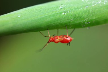 Vahşi doğada yaprak bitleri, Kuzey Çin