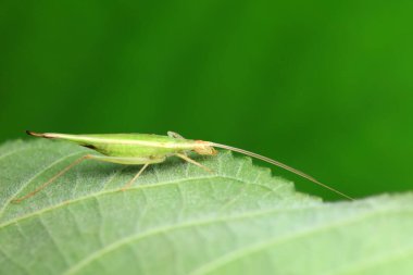 Kuzey Çin 'deki yabani bitkiler üzerine ağaç cırcırböceği