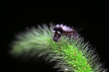 Lepidoptera larvaları vahşi doğada, Kuzey Çin