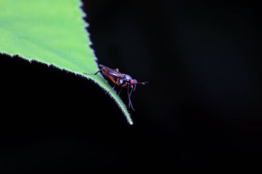 Kuzey Çin 'deki yabani bitkilerin üzerinde uçuyor.