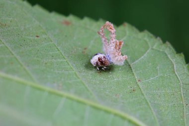 Kuzey Çin 'deki yabani bitkilerin üzerindeki Cicadellidae böcekleri.
