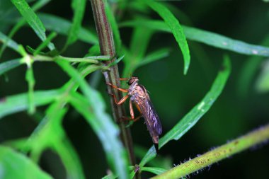 Kuzey Çin 'de Böceksineği, vahşi doğada