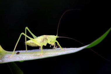 Kuzey Çin 'de Katydid perileri.