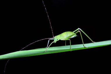 Kuzey Çin 'de Katydid perileri.