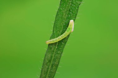 Lepidoptera larvaları vahşi doğada, Kuzey Çin