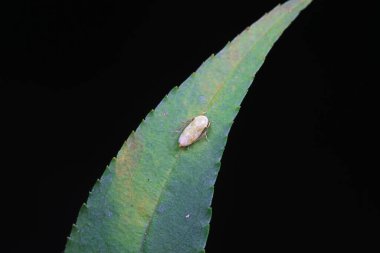 Kuzey Çin 'deki yabani bitkilerin üzerine ağustos böceği yaprağı