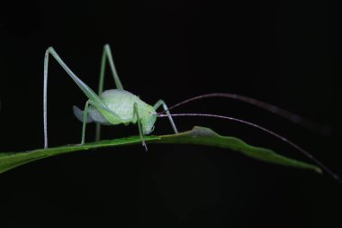 Kuzey Çin 'de Katydid perileri.