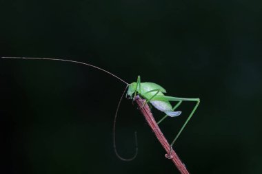 Kuzey Çin 'de Katydid perileri.