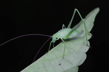 Kuzey Çin 'de Katydid perileri.