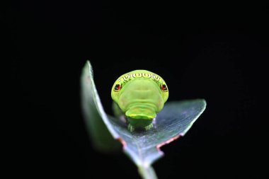 Lepidoptera larvaları vahşi doğada, Kuzey Çin