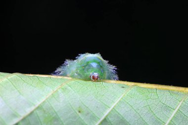 Lepidoptera larvaları vahşi doğada, Kuzey Çin