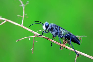 Kuzey Çin 'de yabani arı böcekleri