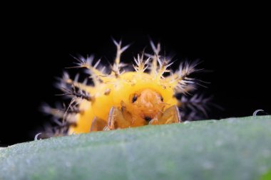 Kuzey Çin 'deki yabani bitkilerde uğur böcekleri