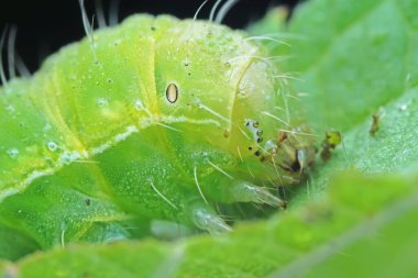 Lepidoptera larvaları vahşi doğada, Kuzey Çin