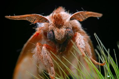Lepidoptera böcekleri vahşi doğada, Kuzey Çin