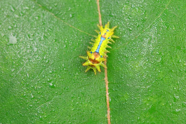 Lepidoptera larvaları vahşi doğada, Kuzey Çin