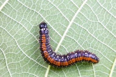 Lepidoptera larvaları vahşi doğada, Kuzey Çin