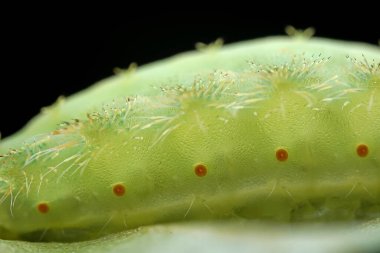 Lepidoptera larvaları vahşi doğada, Kuzey Çin