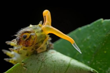 Lepidoptera larvaları vahşi doğada, Kuzey Çin