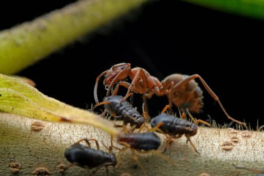 Karıncalar vahşi doğada, Kuzey Çin