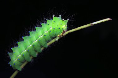 Lepidoptera larvaları vahşi doğada, Kuzey Çin