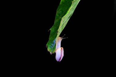 Yabani bitkilerin üzerindeki salyangozlar, Kuzey Çin