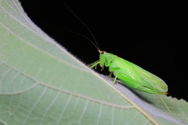 Kuzey Çin 'de Katydid perileri.