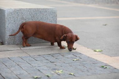 Evcil köpek, Kuzey Çin 'de bir parkta geziyor.