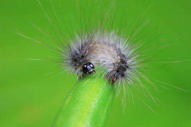 Lepidoptera larvaları vahşi doğada, Kuzey Çin