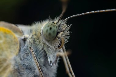 Lepidoptera böcekleri vahşi doğada, Kuzey Çin