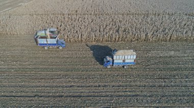 Çiftçiler Kuzey Çin 'deki tarlalarda mısır kamışı hasat ediyorlar.