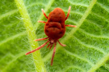 Red mites on wild plants, North China clipart