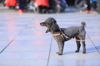 Parktaki gri evcil köpek, Kuzey Çin