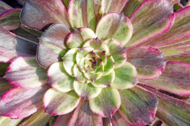 Kuzey Çin 'deki bir seradaki sulu bitkileri kapatın.