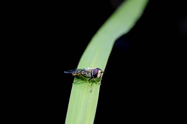 Syrphidae Kuzey Çin 'deki bitkilerde yaşar.