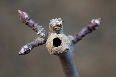 Argillaceous nests of marsupials, North China clipart