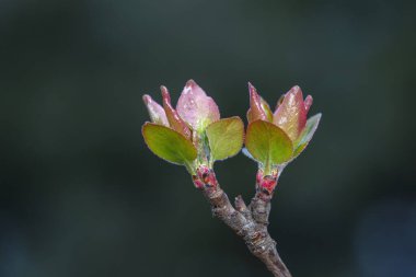 Parkta begonya tomurcukları, Kuzey Çin