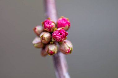 Çiçekli erik tomurcukları Kuzey Çin 'deki botanik bahçesinde.