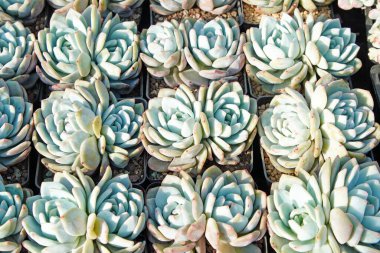 Kuzey Çin 'deki bir seradaki sulu bitkileri kapatın.