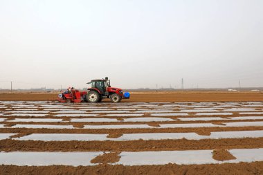 LUANNAN COUNTY, Çin - 11 Mart 2022: Çiftçiler plastik filmle kaplı patatesleri yetiştirmek için ekicileri kullanıyorlar, Kuzey Çin